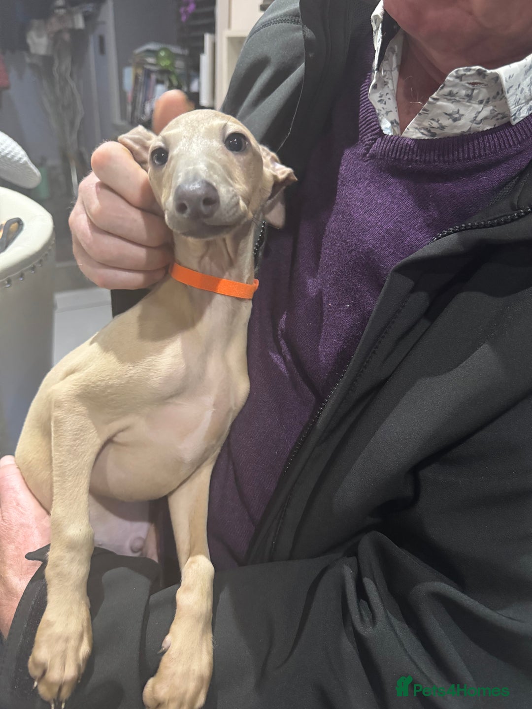 Italian Greyhound dogs for sale: Cream and fawn collection of autumn beauties  - Image 1