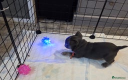 French Bulldog dogs for sale: 3x beautiful girl french bulldog puppies  - Advert 17