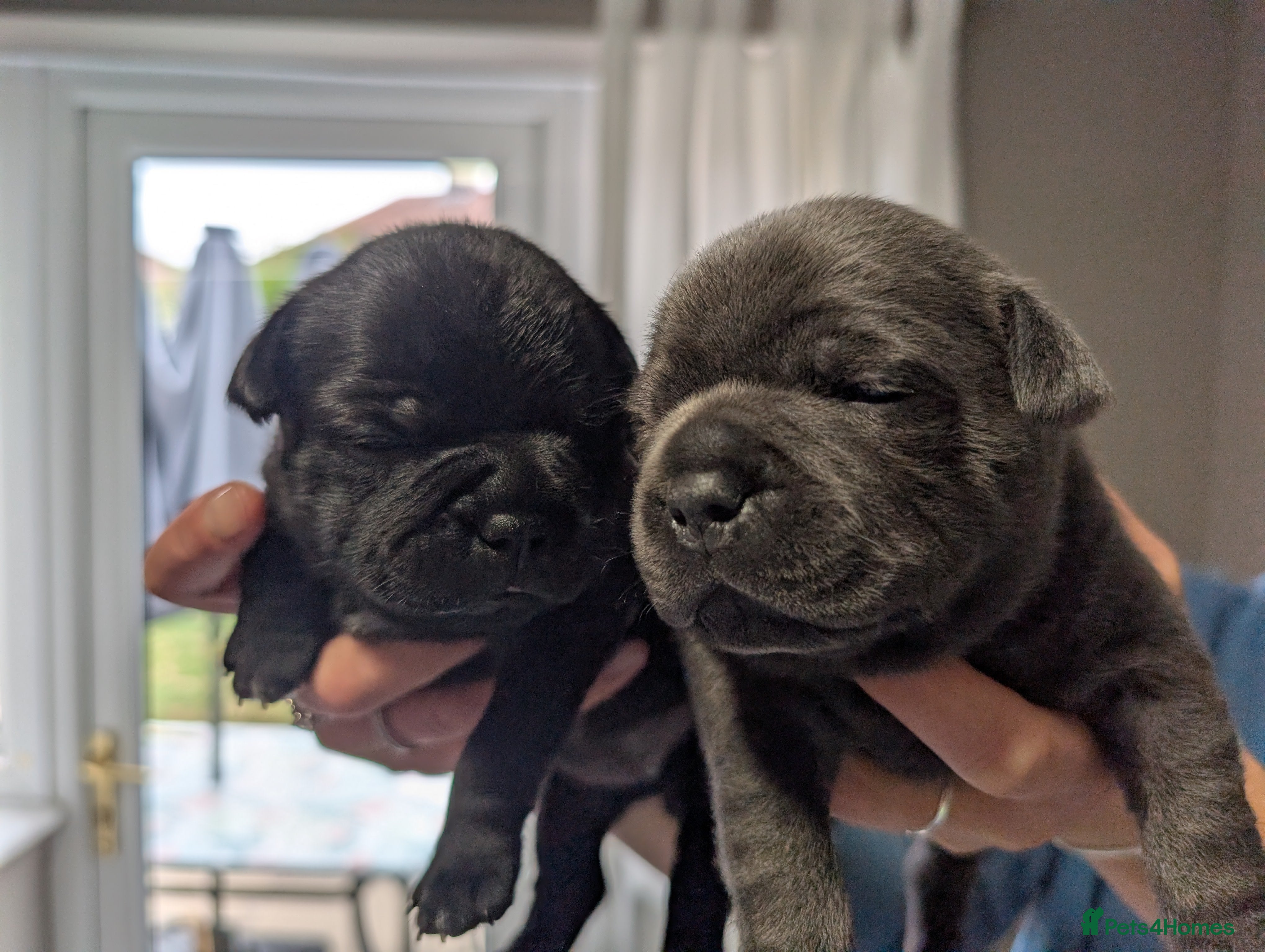 Staffordshire Bull Terrier dogs KC REGISTERED Staffordshire Bull Terrier - Advert 2