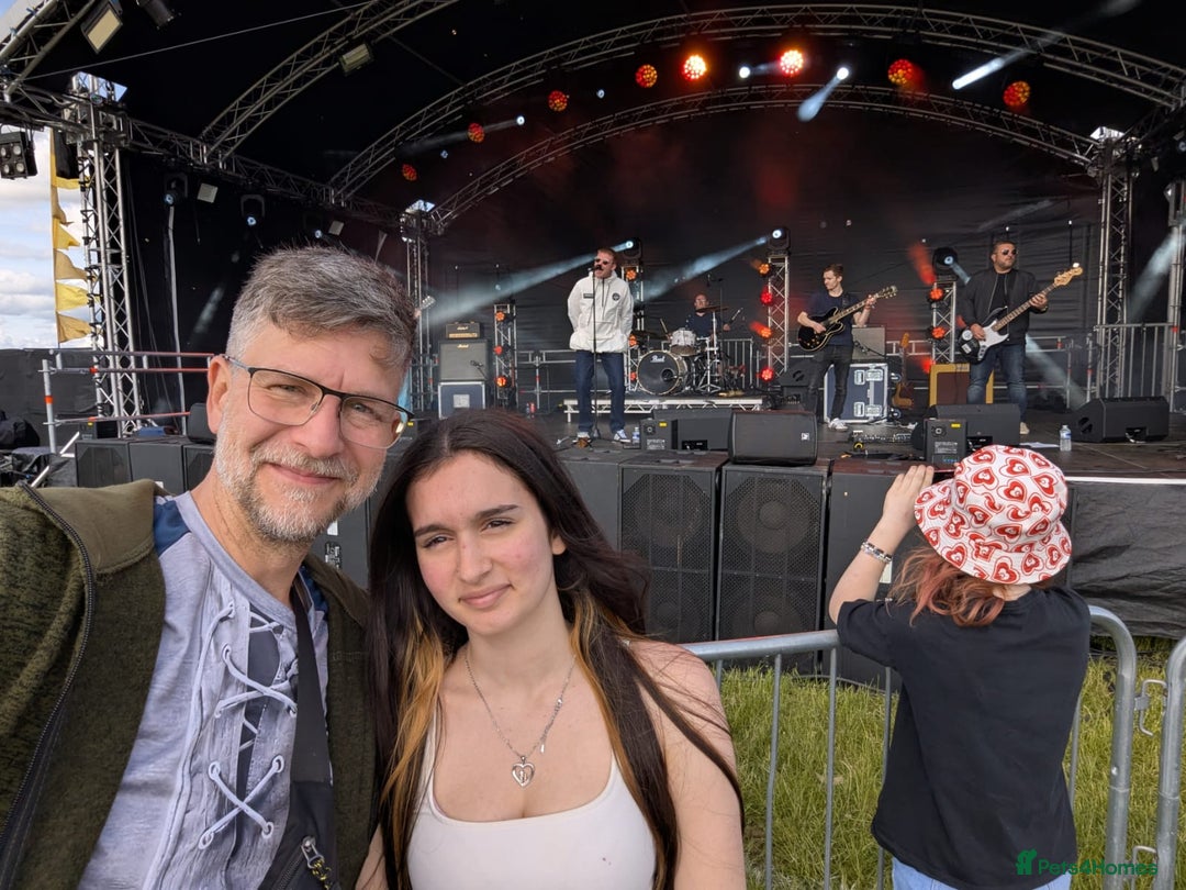 British Longhair cats for sale: Beautiful cat Luna looking for a loving home. - Advert 6