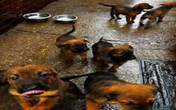 Mixed Breed dogs for sale: Rottweiler x belian malinois - Advert 7