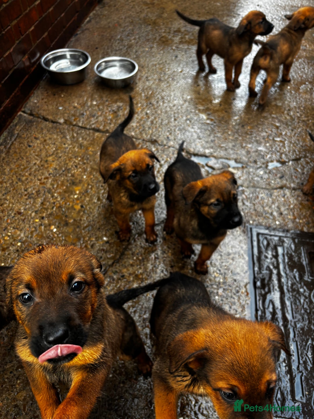 Mixed Breed dogs for sale: Rottweiler x belian malinois - Advert 7