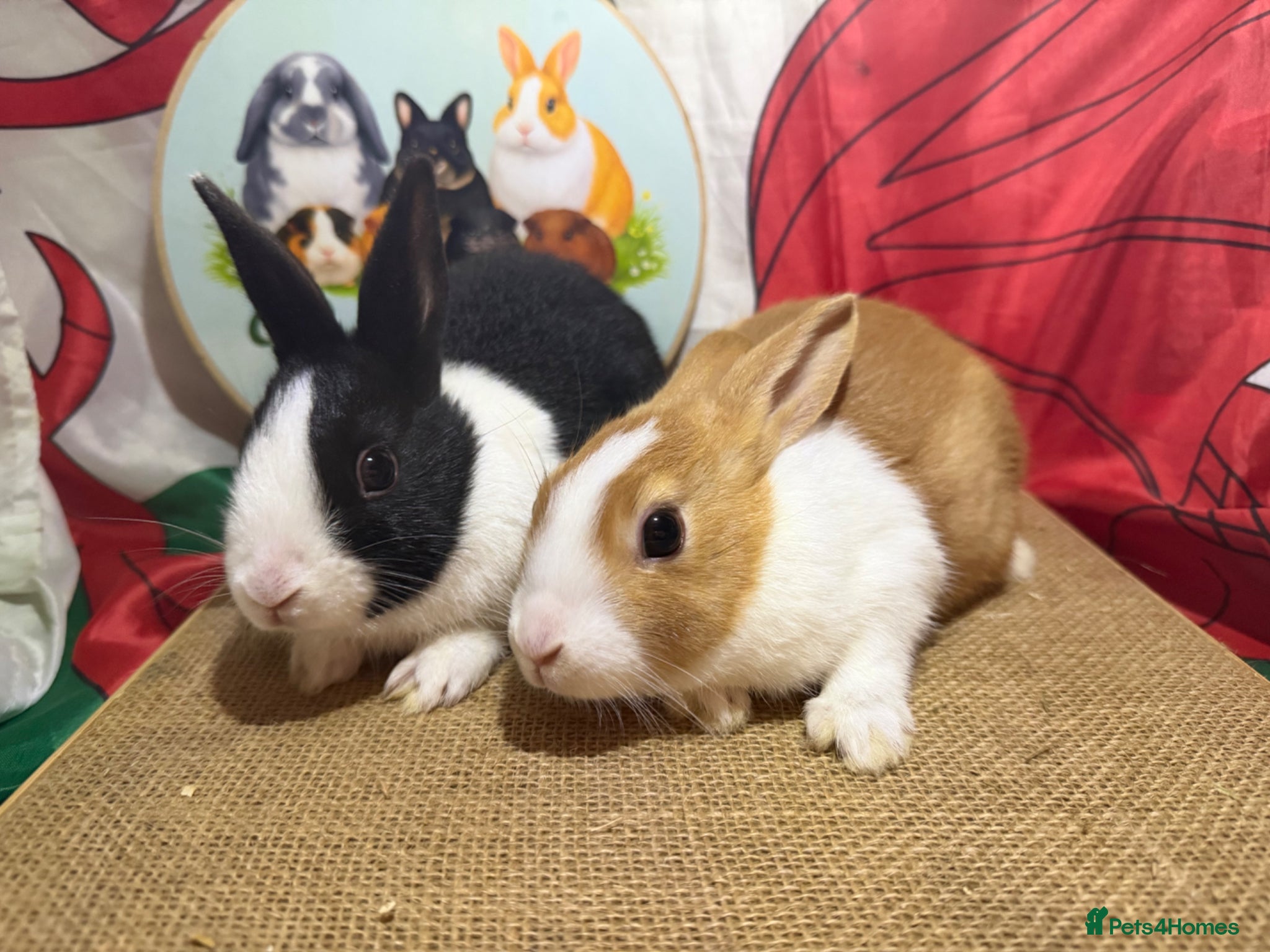 Dutch rabbits for sale: Gorgeous Dutch rabbits ready to reserve.  - Advert 3