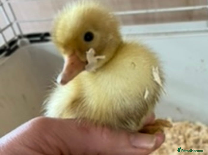 Ducks poultry Ducklings - Advert 5