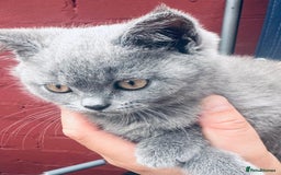 British Shorthair cats for sale: British shorthair  - Image 4