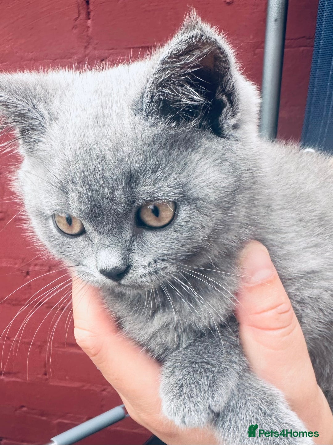 British Shorthair cats for sale: British shorthair  - Image 4
