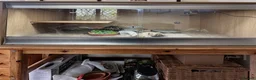 Tortoise reptiles for sale: Horsefield Tortoise with full set up and vivarium in Maldon - Advert 7