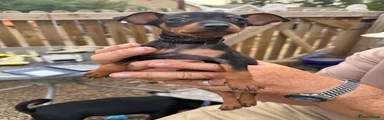 Miniature Pinscher 1