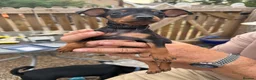 Miniature Pinscher dogs for sale: Puppies  - Advert 3