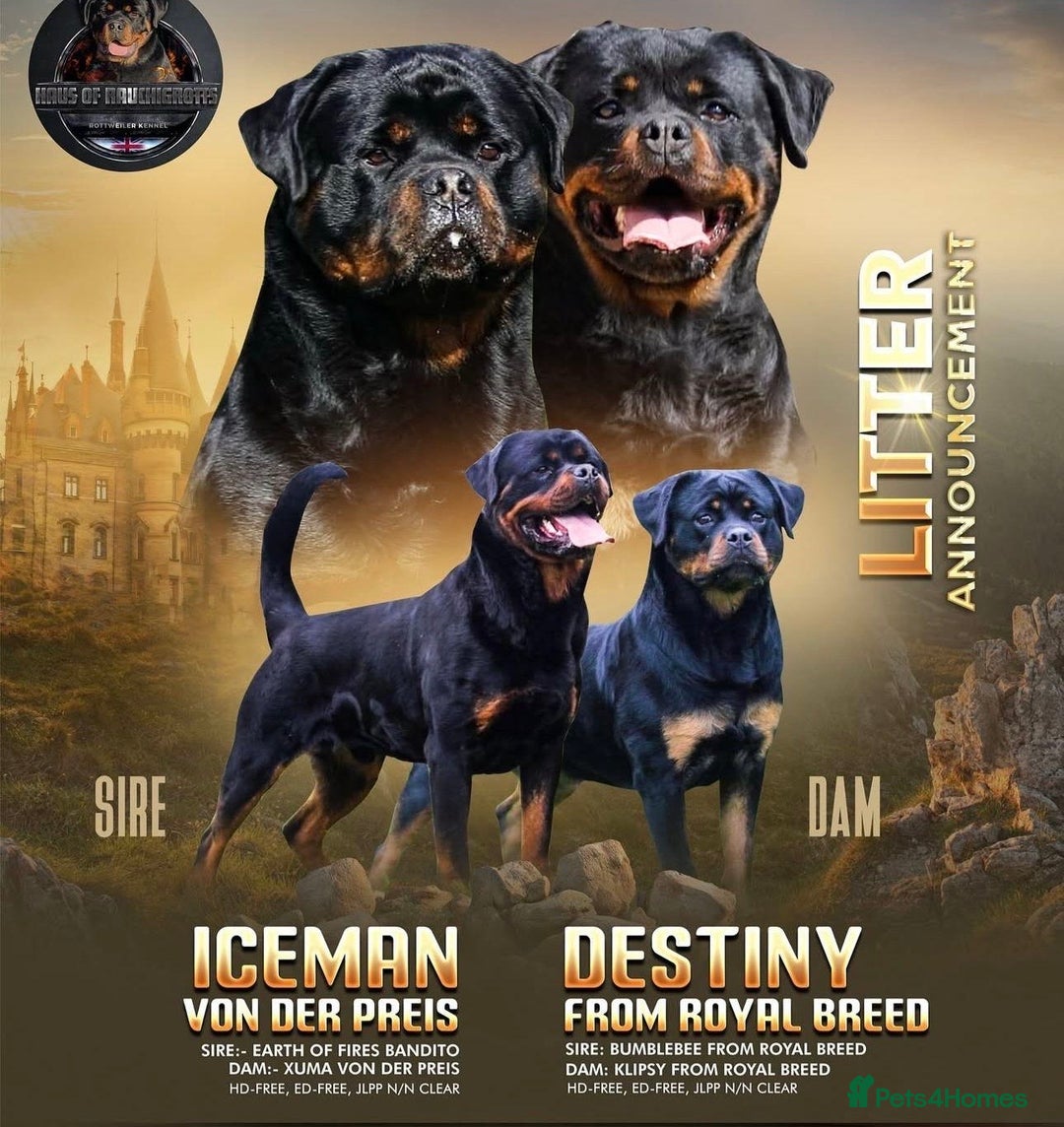 Rottweiler dogs for sale: 5 Generation Pedigree KC Pure Rottweiler - Advert 7