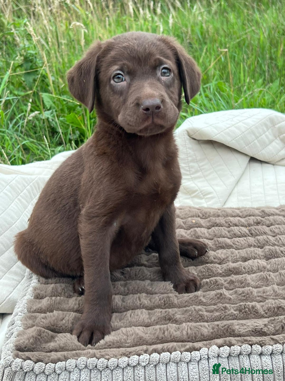 Labrador Retriever dogs for adoption: Jessie * Labrador Retriever * 240724 - Image 3