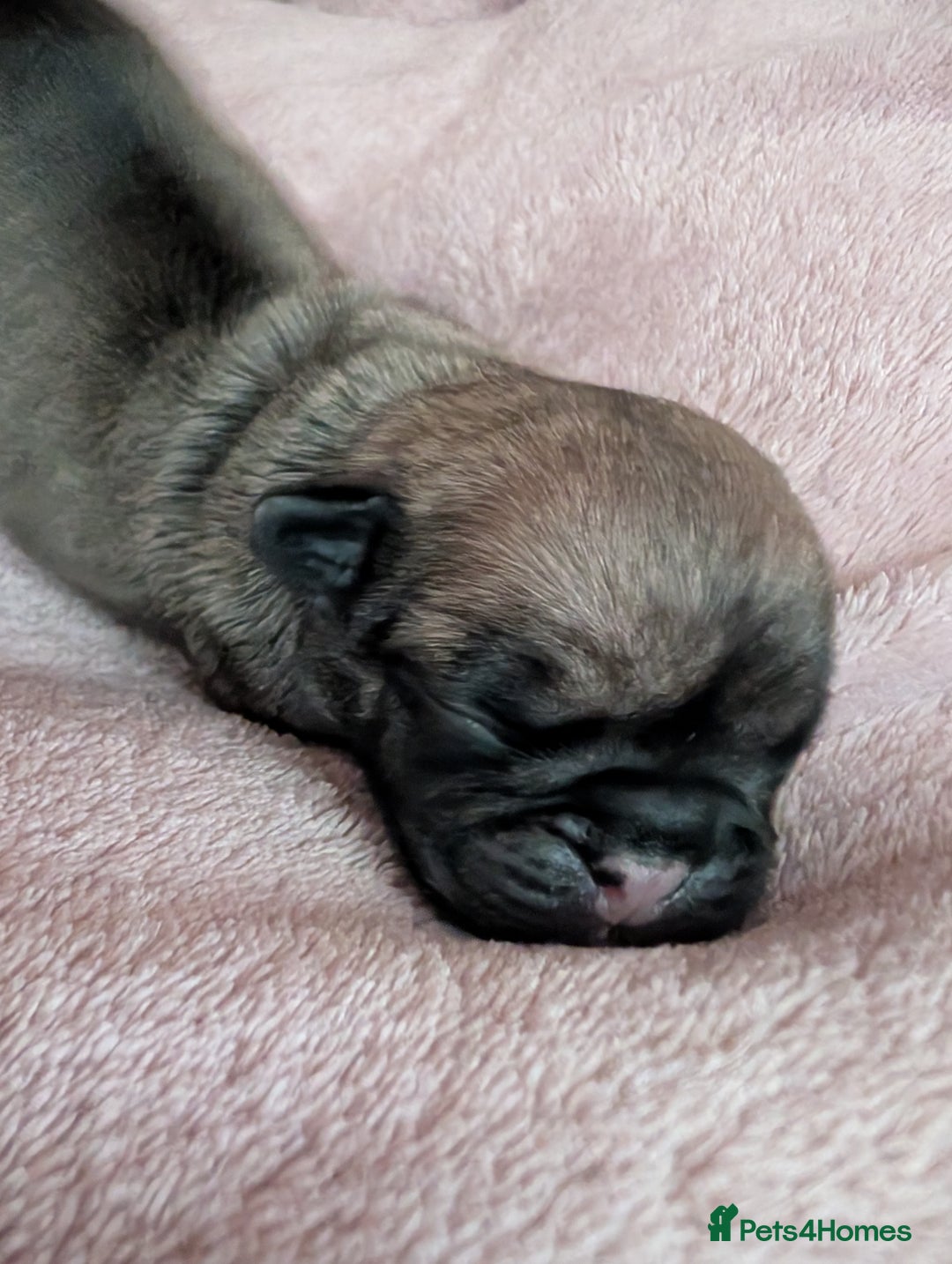 Frug dogs for sale: Beautiful litter of frugs  - Advert 23