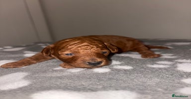 Cockapoo dogs - Advert 11
