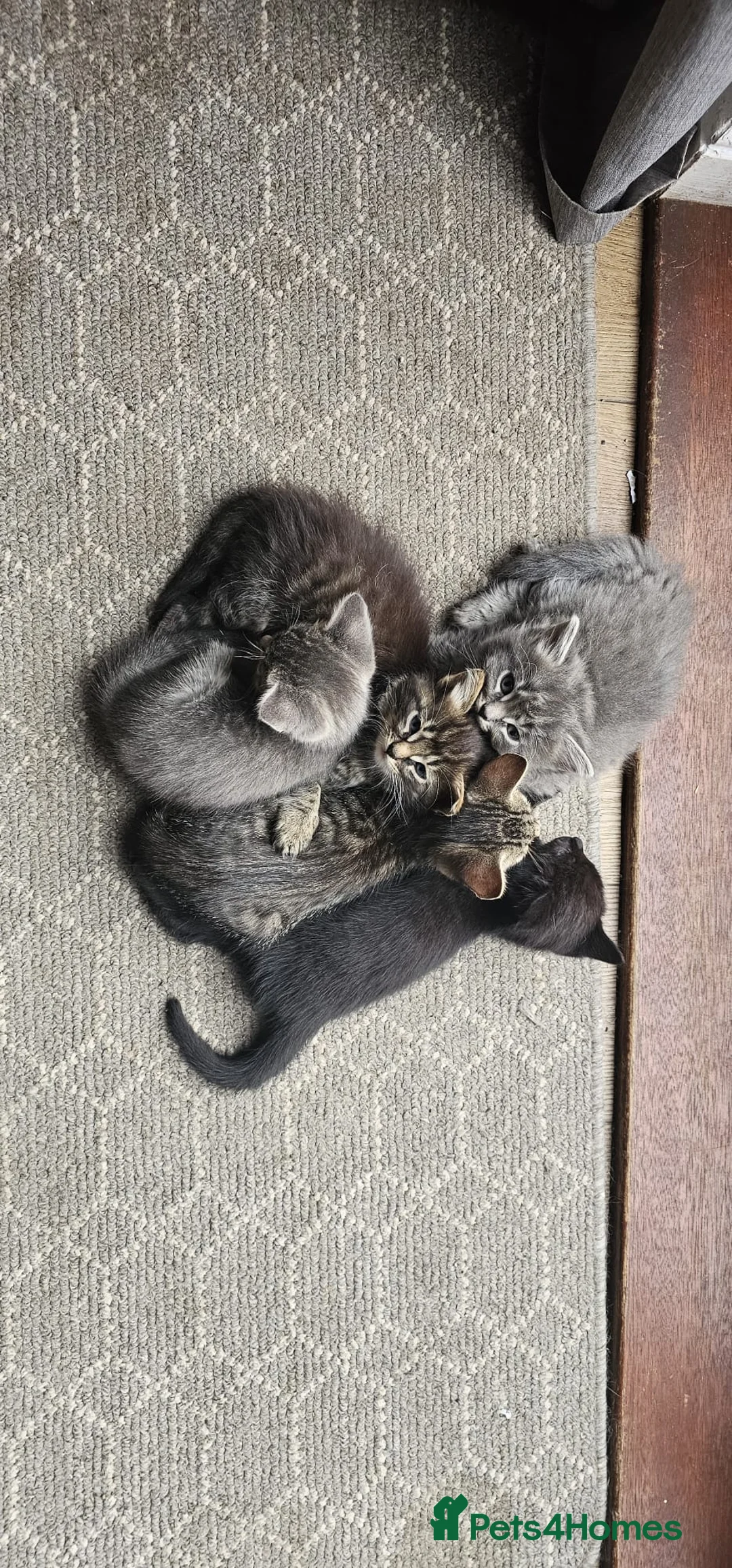 Mixed Breed cats for sale: Kittens Mixed Breed - Advert 2