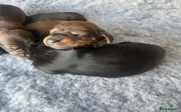 Miniature Dachshund dogs - Advert 13