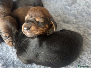 Miniature Dachshund dogs - Advert 34