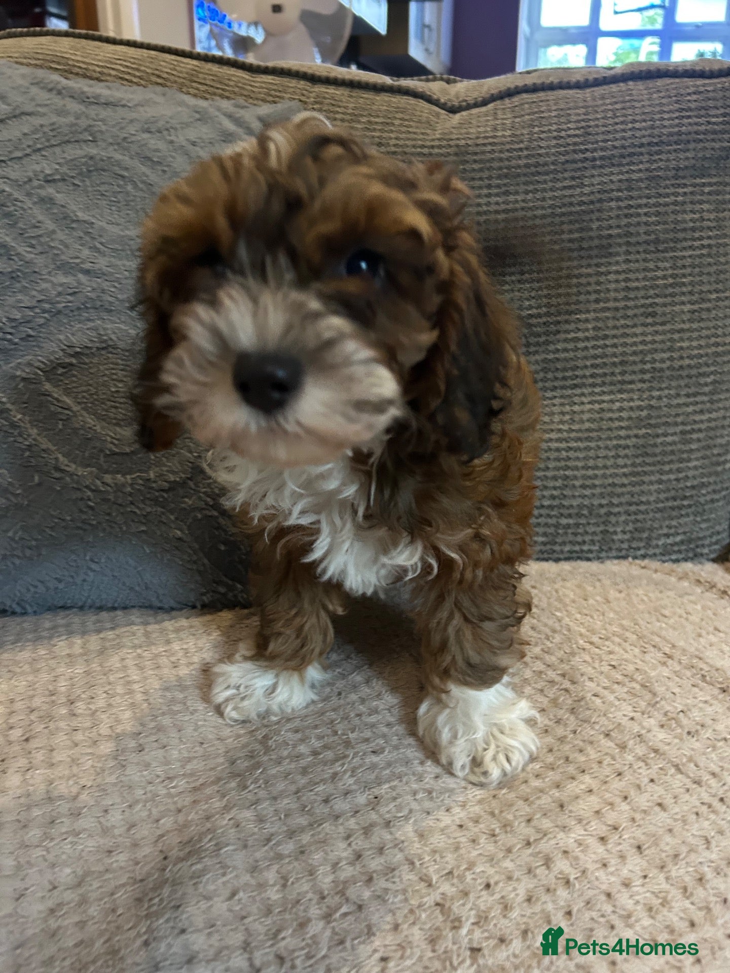Cockapoo dogs cockapoo puppies forsale  - Advert 2