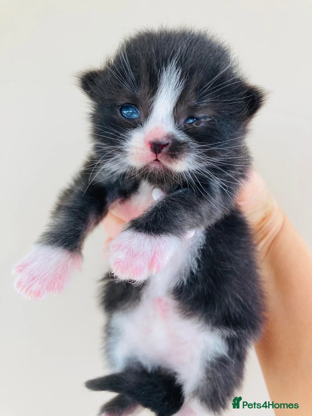 Mixed Breed cats for sale: Fluffy long hair kittens - Advert 4