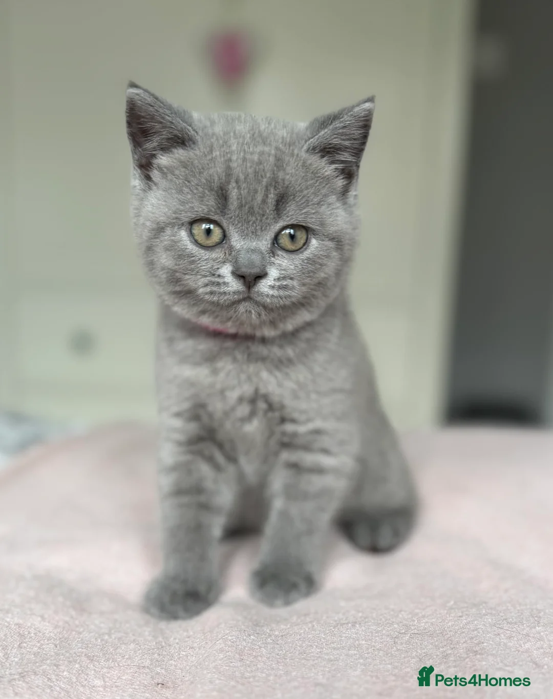 British Shorthair cats for sale: GCCF registered British Shorthair Kittens - Advert 9