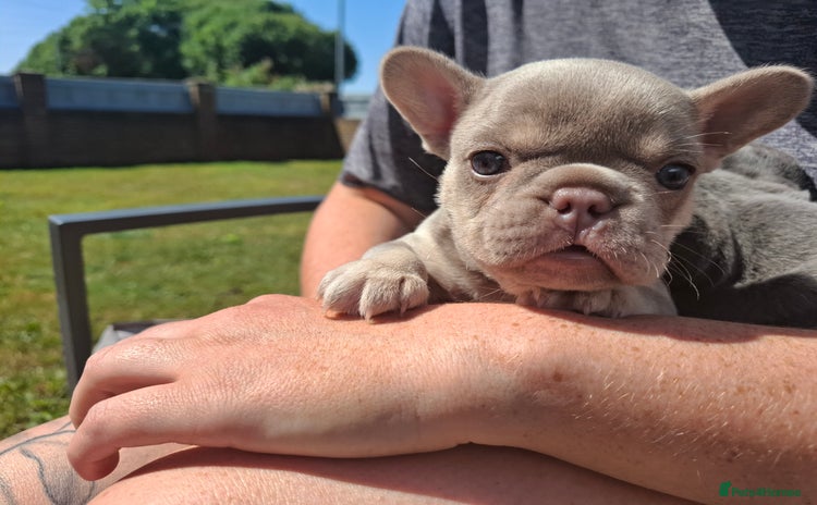French Bulldog dogs - Advert 1