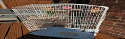 Cockatiels birds for sale: Cockatiel and cage  - Advert 3