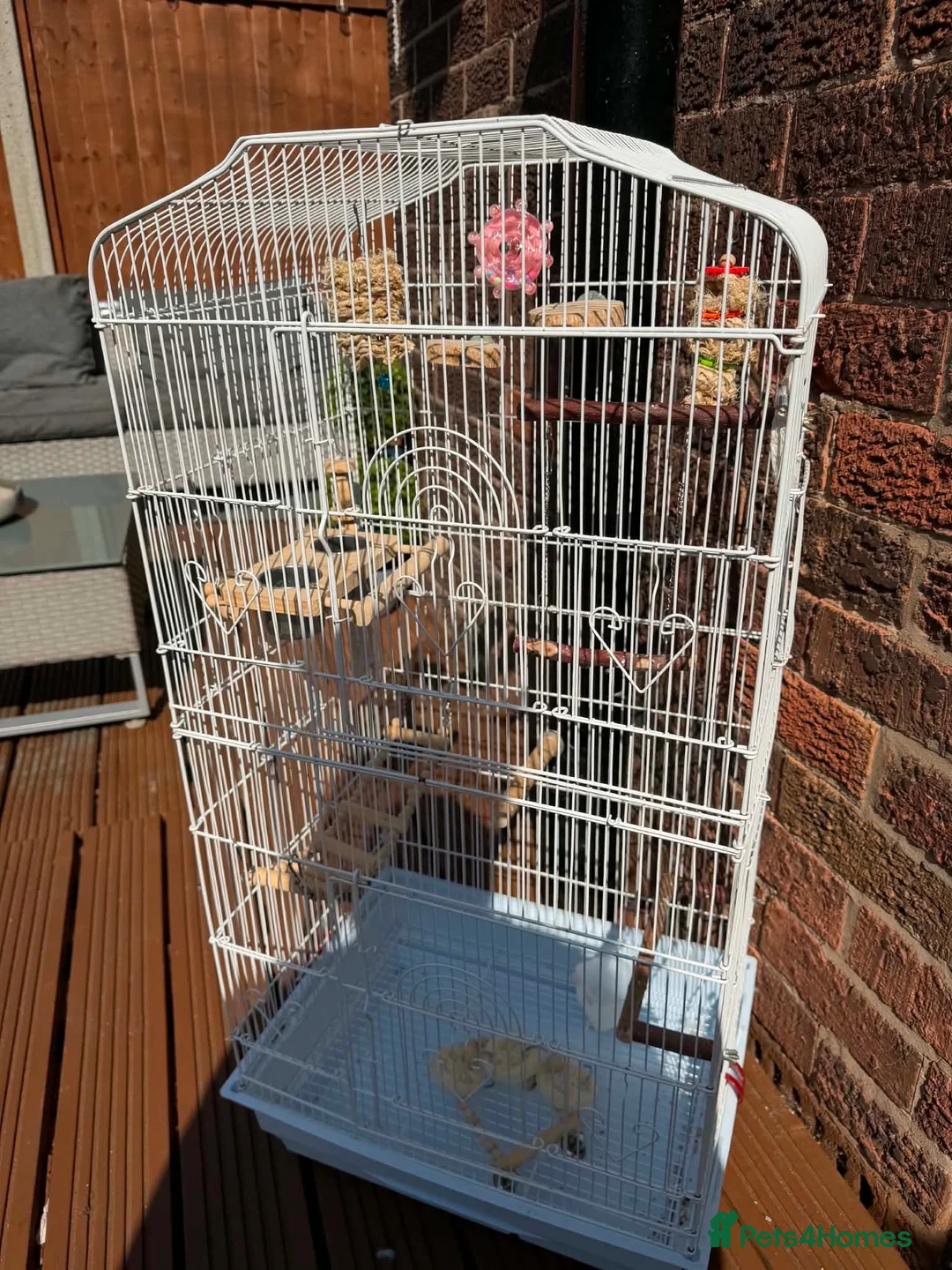 Cockatiels birds for sale: Cockatiel and cage  - Advert 3
