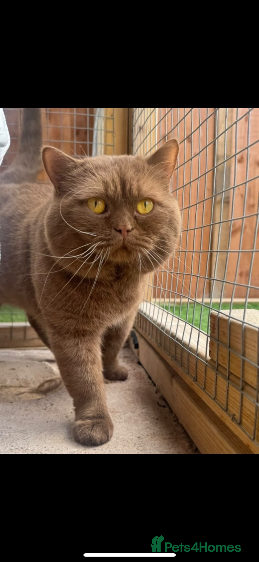 British Shorthair cats for sale: 🏆 Just 1 lilac boy left*** 🏆 - Advert 2