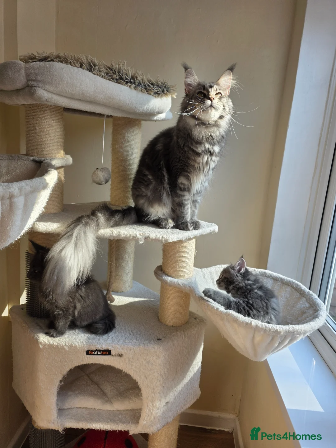 Maine Coon cats for sale: GCCF Gorgeous mainecoon kittens  - Advert 2