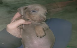 Miniature Dachshund dogs for sale: Charming Miniature dashond puppies  - Advert 2
