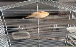 Canaries birds for sale: two canaries in pairs  - Image 5