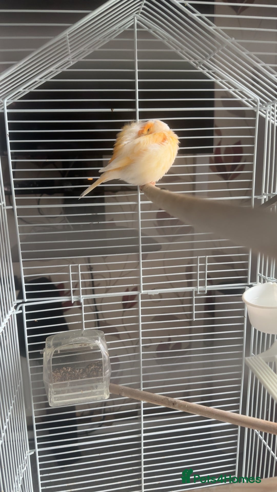 Canaries birds for sale: two canaries in pairs  - Image 5