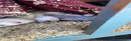 Ferret rodents for sale: 6 Ferret Jill’s available  - Advert 5