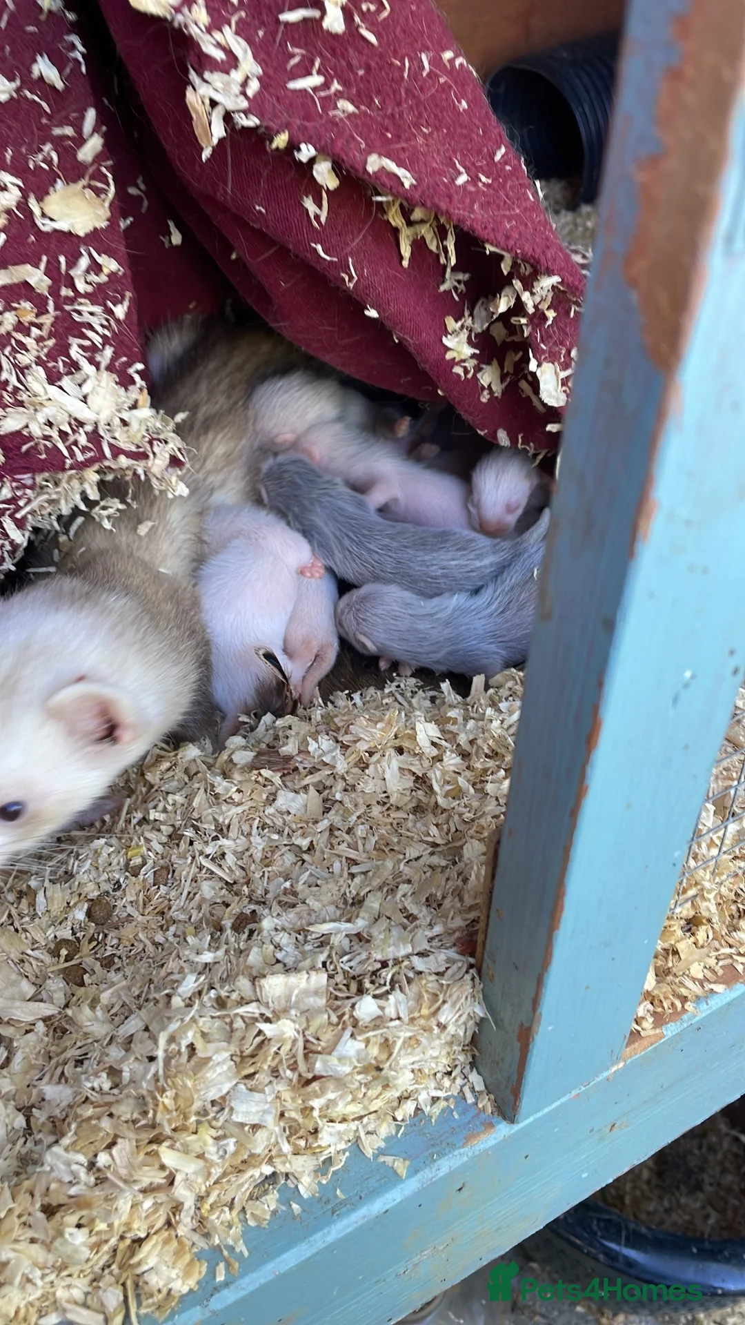 Ferret rodents for sale: 6 Ferret Jill’s available  - Advert 5
