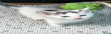 Male 2