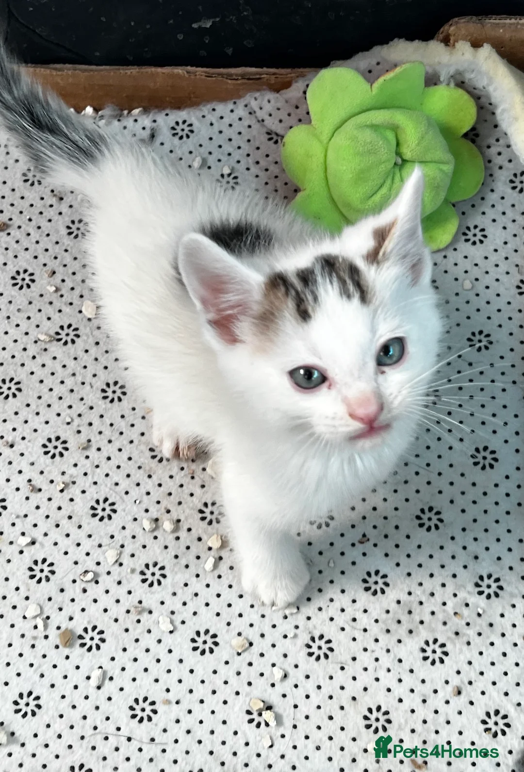 Mixed Breed cats for sale: Beautiful kittens - Advert 2