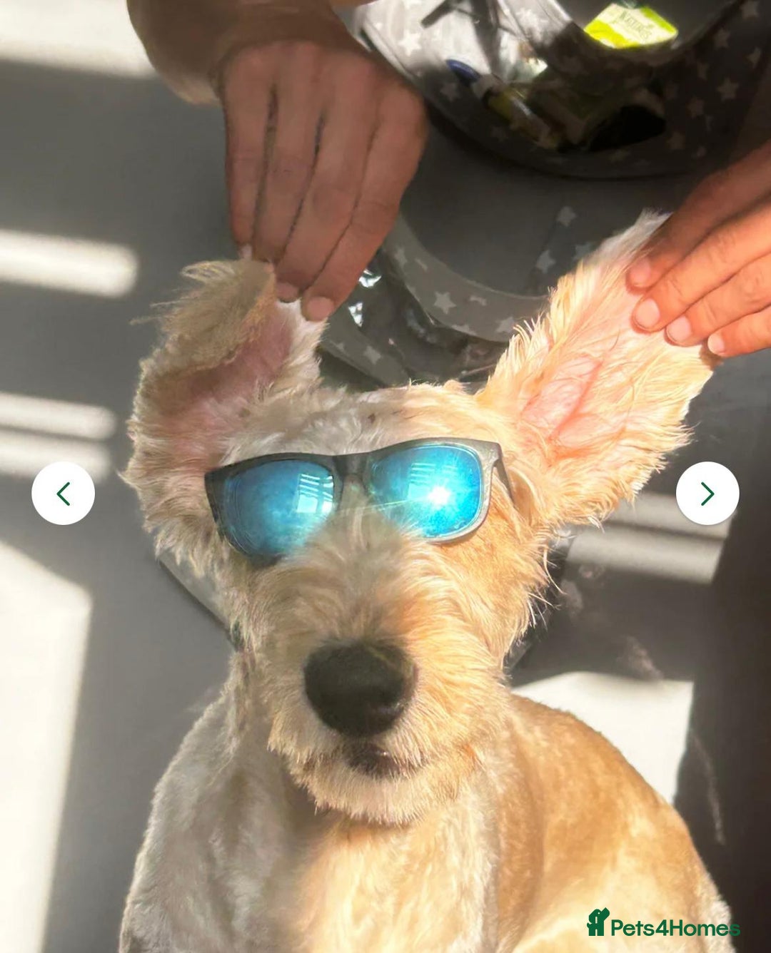 Labradoodle dogs for sale: Lola looking for a loving home - Advert 1