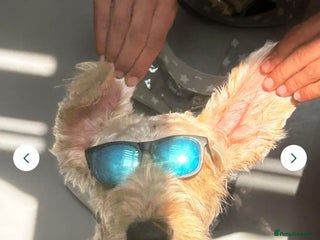 Labradoodle dogs Lola looking for a loving home - Advert 2