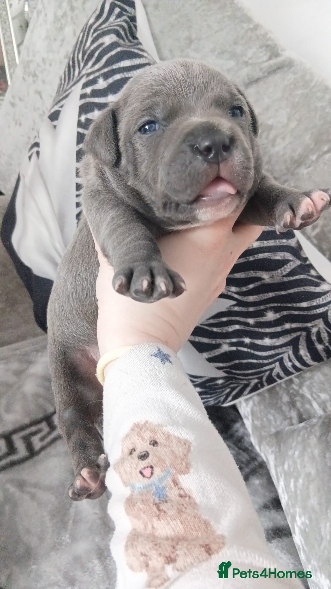 Staffordshire Bull Terrier dogs Blue Staffordshire bull terrier puppies  - Advert 13