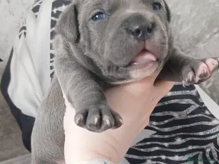 Staffordshire Bull Terrier dogs Blue Staffordshire bull terrier puppies - Advert 8