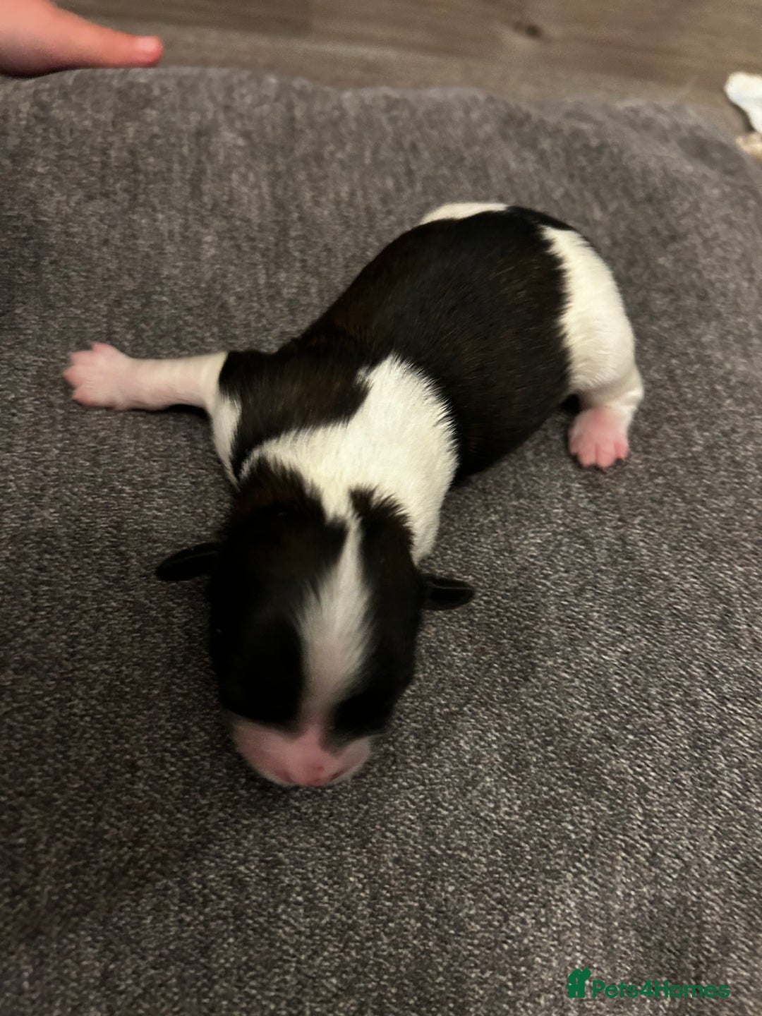 Mixed Breed dogs for sale: 4 beautiful shihapso puppies female - Advert 7