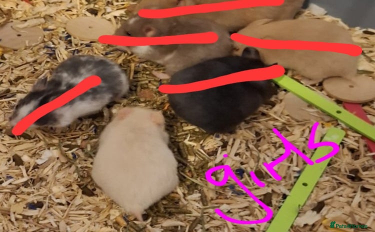 Hamster rodents - Advert 16