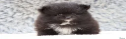 Pomeranian dogs for sale: Beautiful male and female Pomeranian for sale  - Advert 7