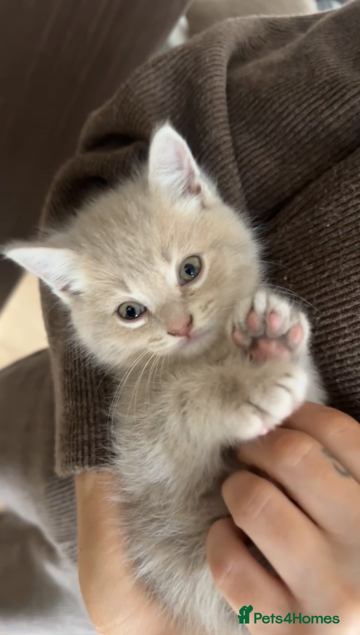 British Shorthair cats British Shorthair (Lilac) - Advert 1