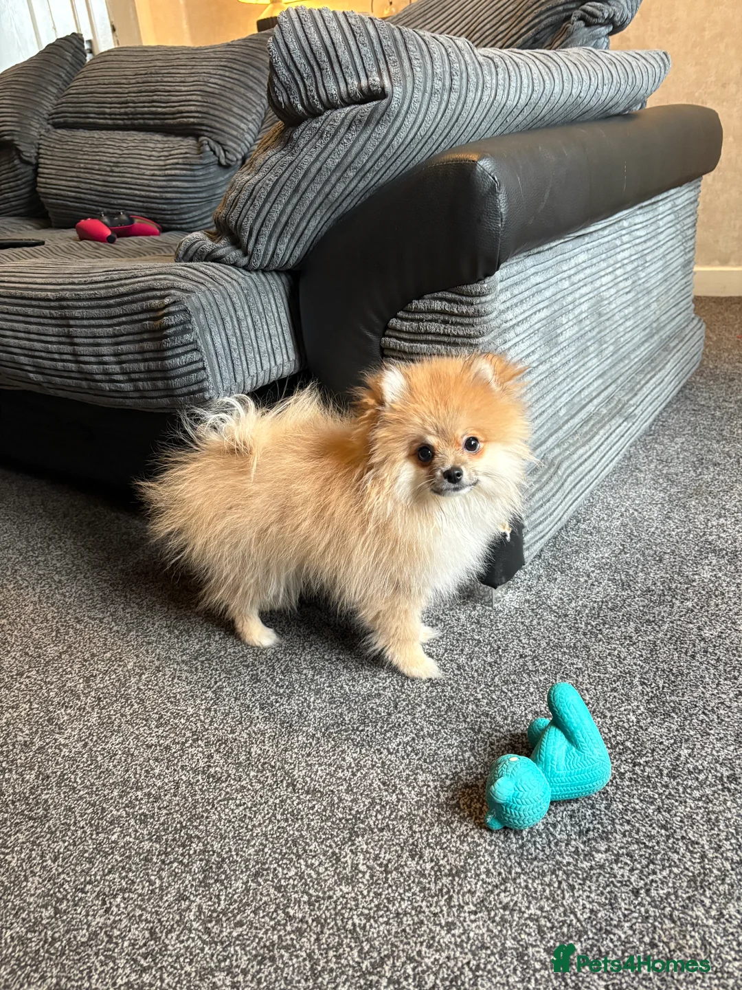 Pomeranian dogs for sale: Pomeranian  - Advert 4