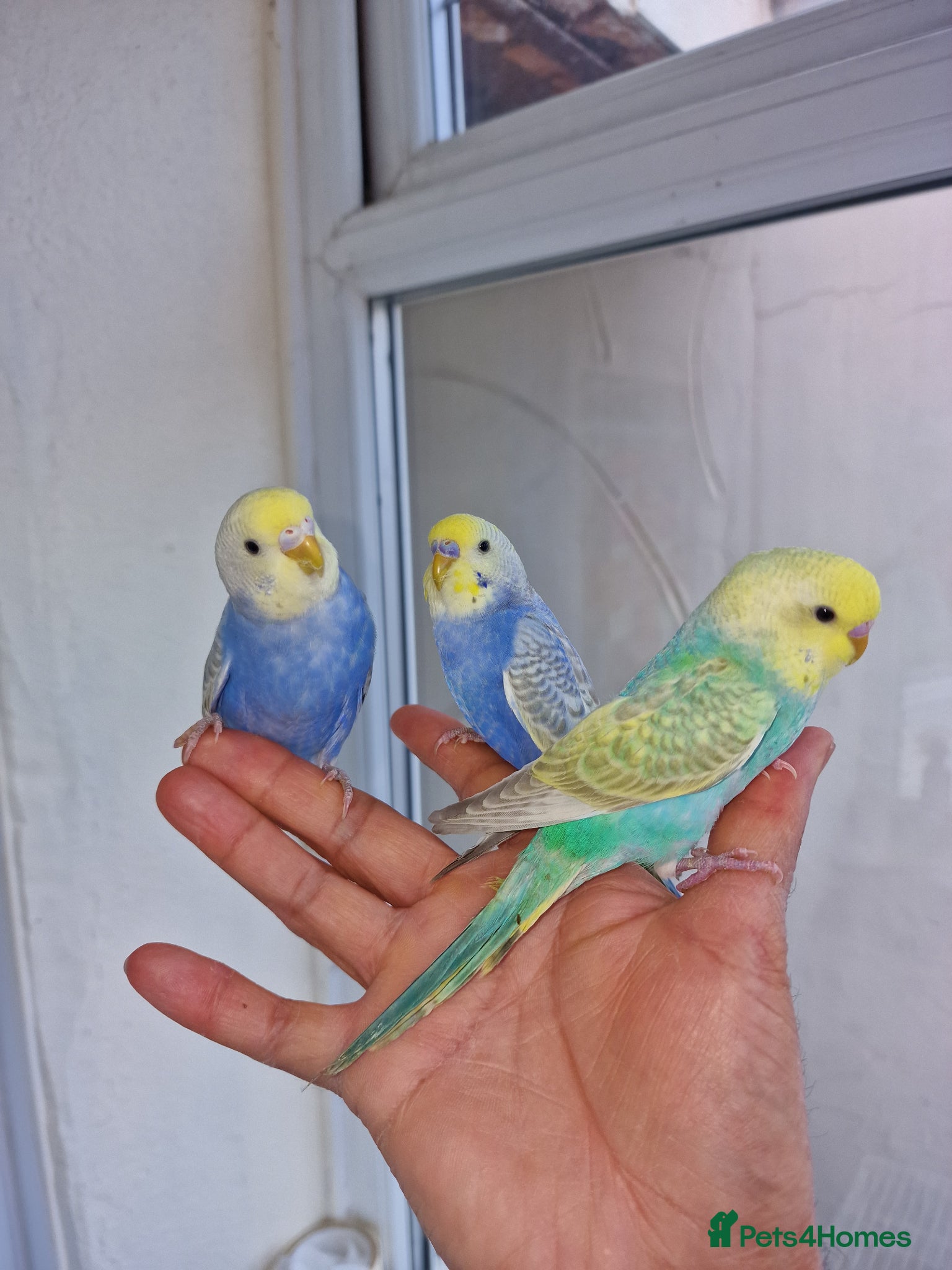 Budgerigars birds Super Hand Tamed Baby Budgies for sale  - Advert 17