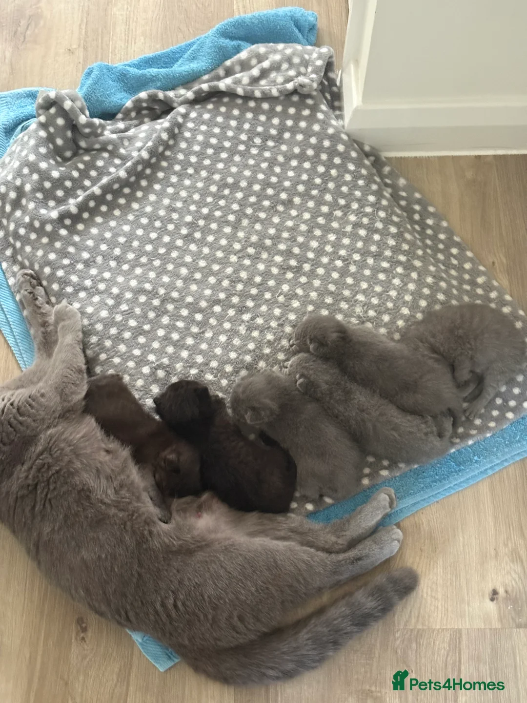 British Shorthair cats for sale: British short hair kittens  - Advert 2
