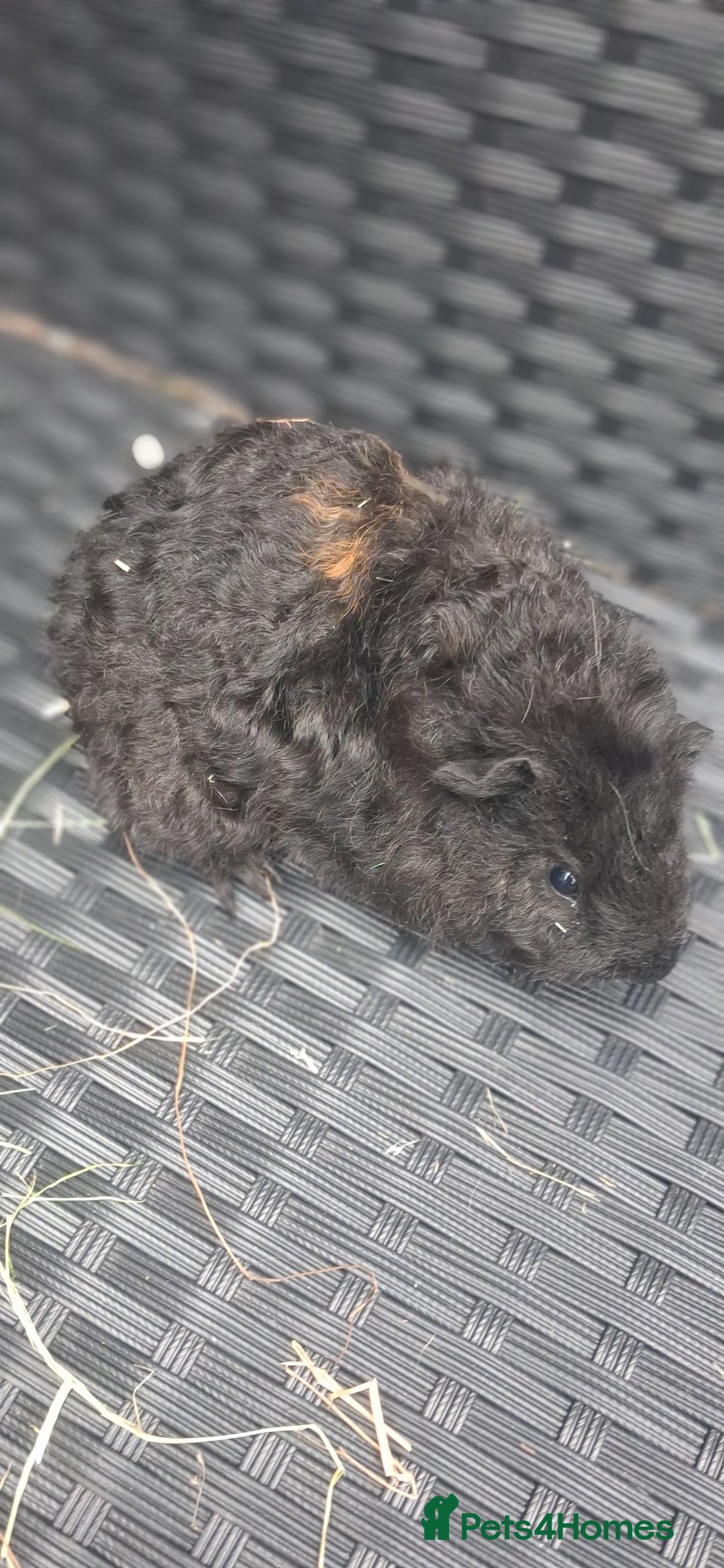 Guinea Pig rodents for sale: 6 baby girl guinea pigs  - Image 2