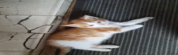 Mixed Breed cats for sale: Kitten Klub - Advert 5