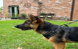 German Shepherd dogs for sale: Stunning German Shepherd puppy male - Image 2