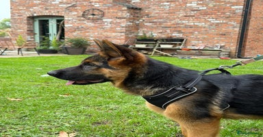 German Shepherd dogs - Advert 6